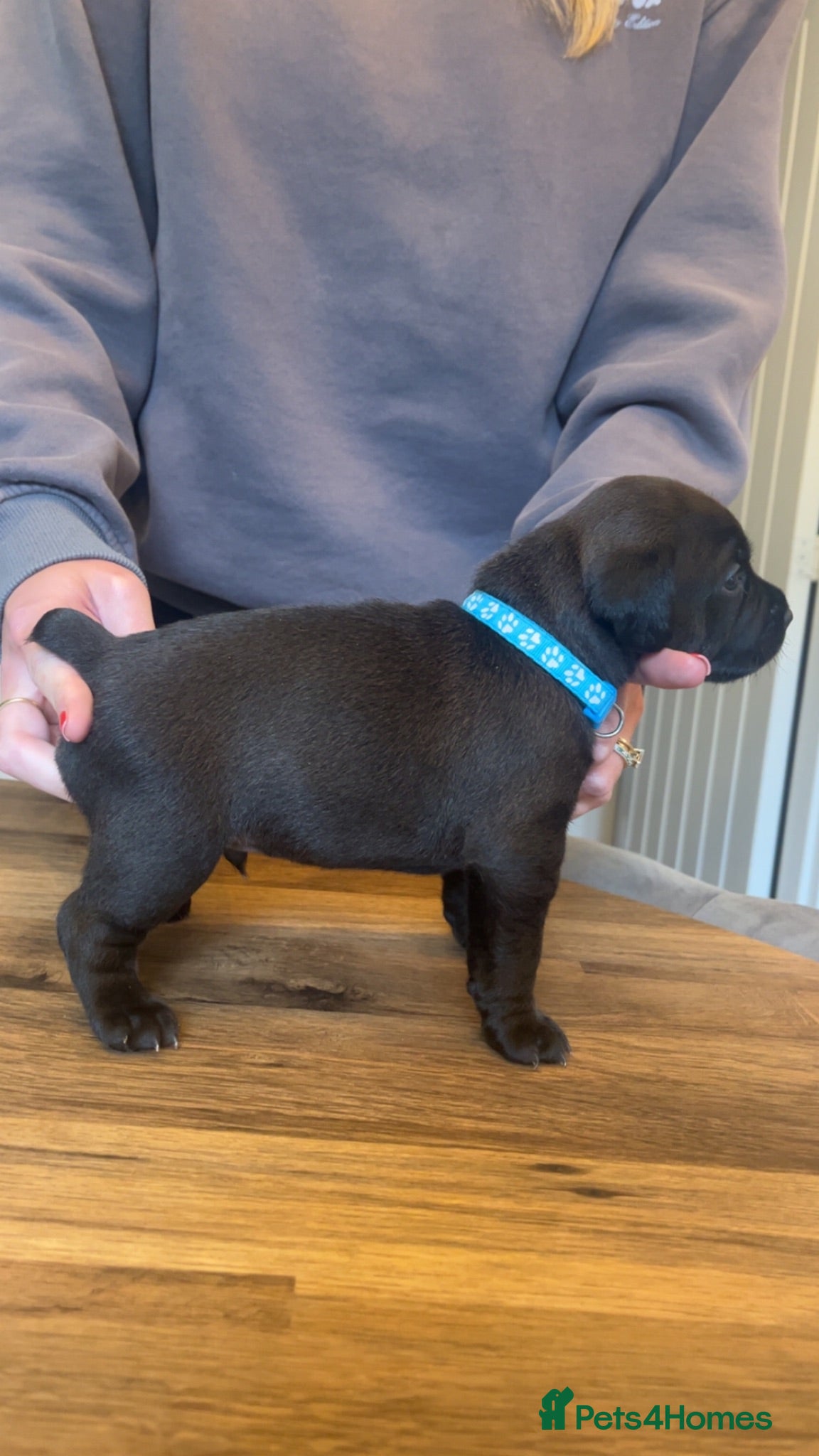 Mixed Breed dogs First cross Patterdale X Lakeland puppies - Advert 4