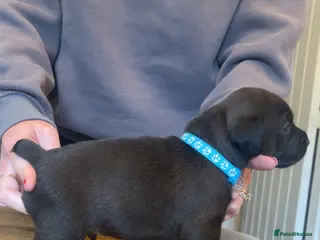 Mixed Breed dogs First cross Patterdale X Lakeland puppies - Advert 4