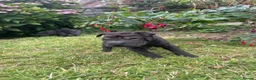 Shar Pei dogs for sale: Sharpei Puppies - Advert 14