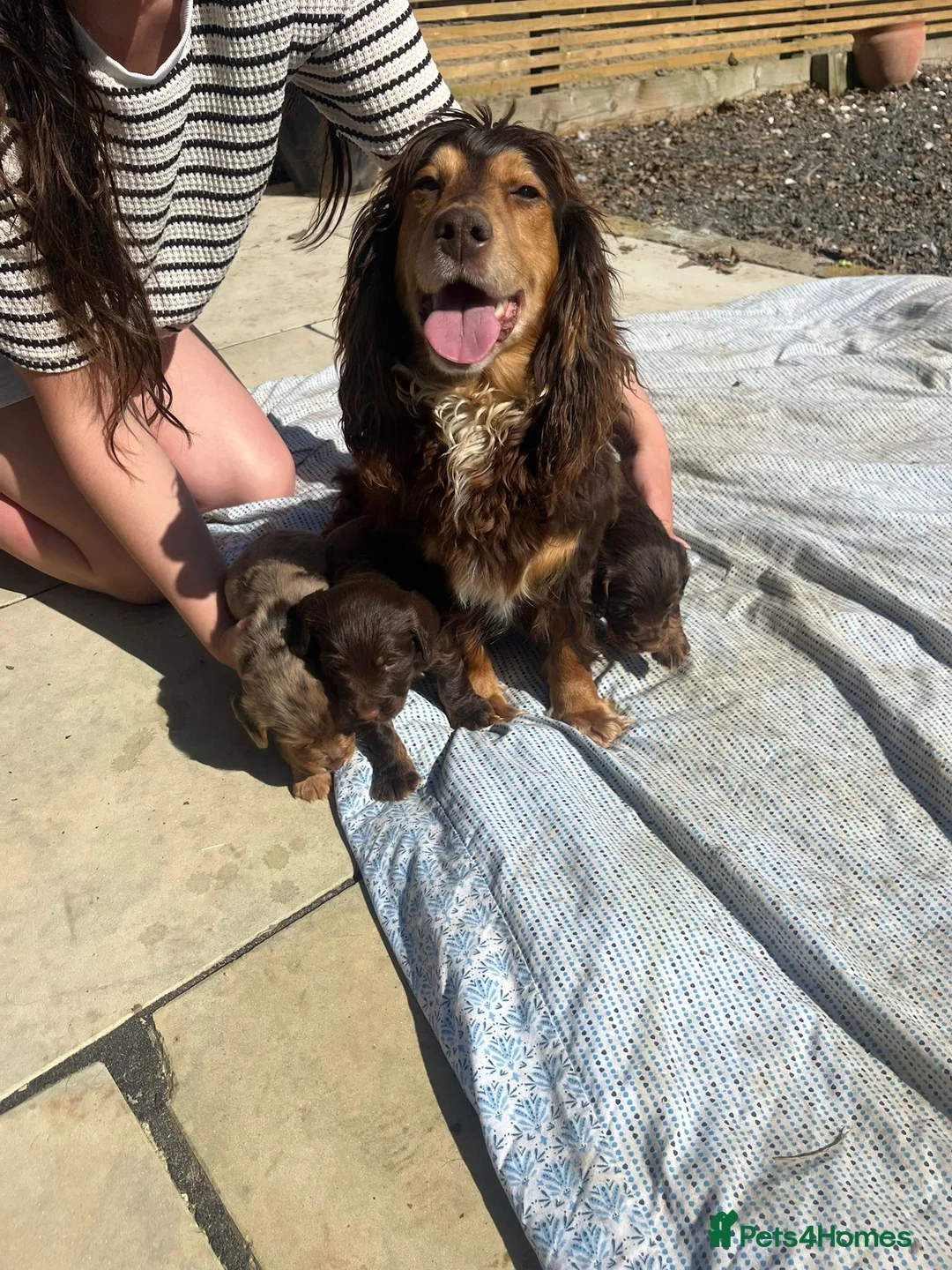 Cocker Spaniel dogs for sale: Beautiful working cocker pups in Dartford - Advert 2