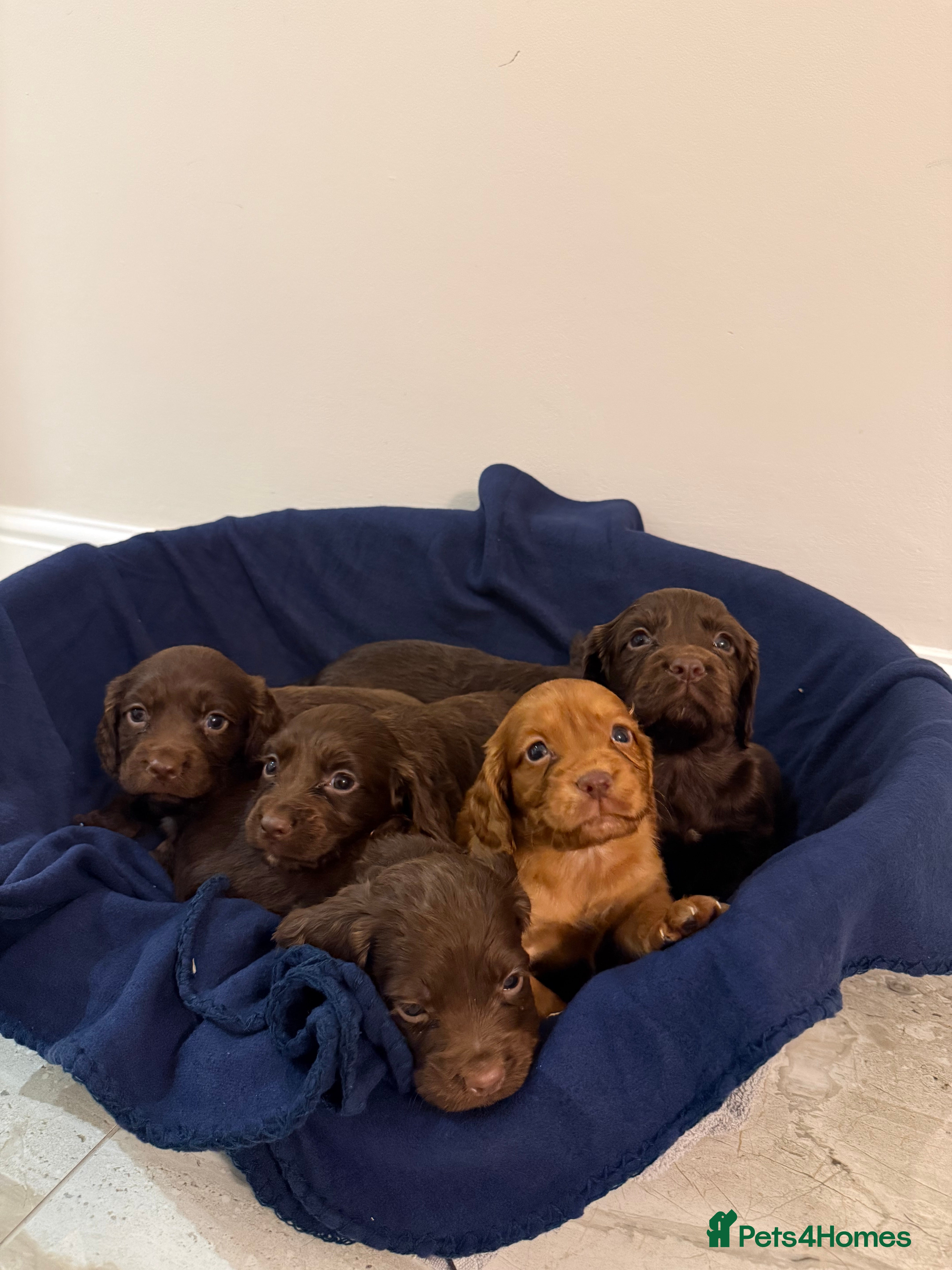 Cocker Spaniel dogs Adorable litter of 6 puppies - Advert 1