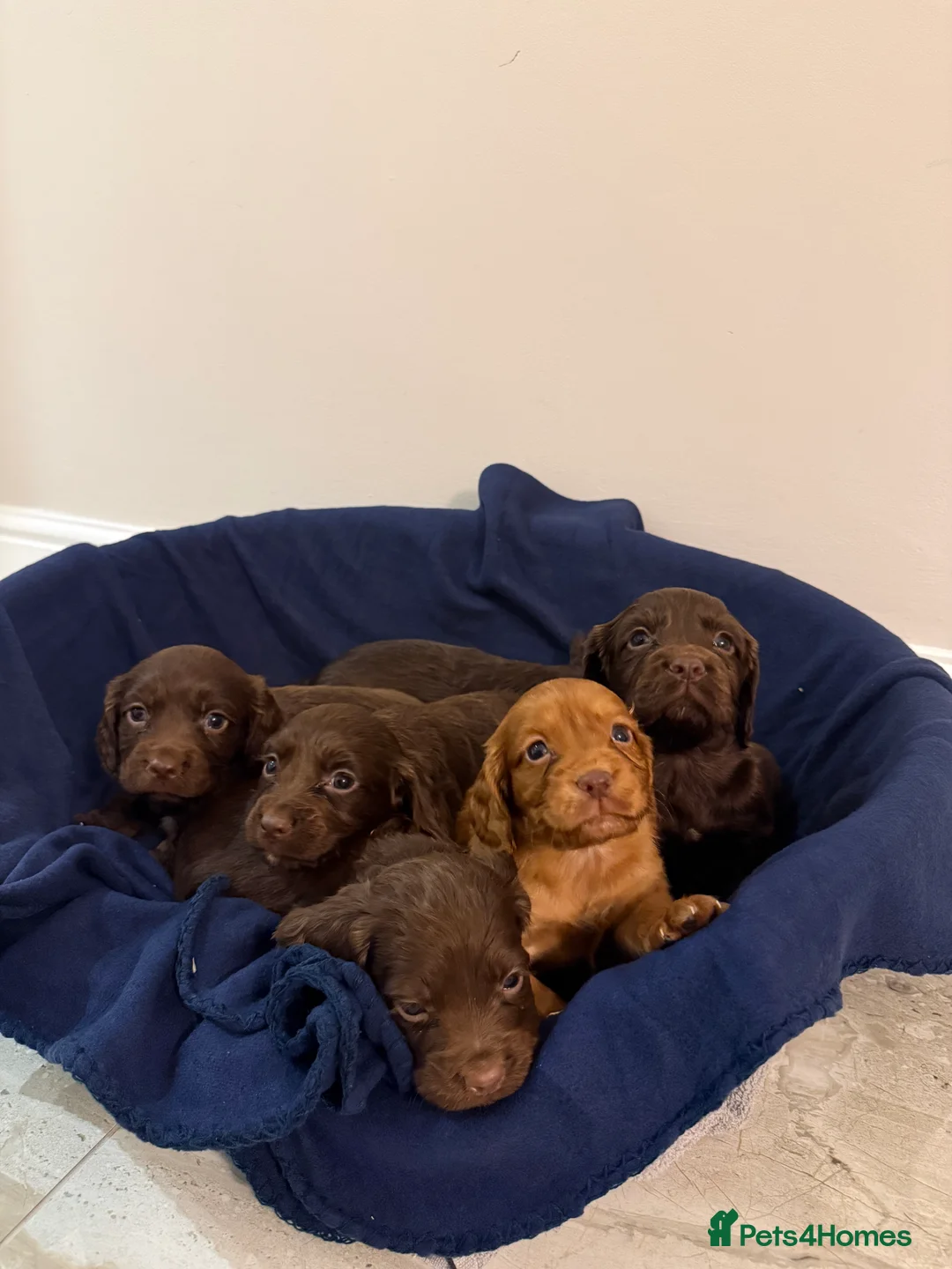 Cocker Spaniel dogs for sale: Adorable litter of 6 puppies - Advert 1