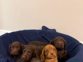 Cocker Spaniel dogs Adorable litter of 6 puppies - Advert 1