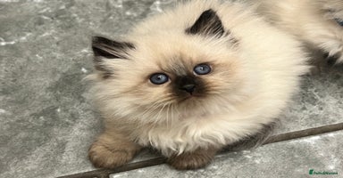 Siberian cats 👑💎Stunning GCCF Siberian Babies💎👑 - Advert 11