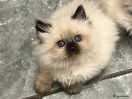 Siberian cats 👑💎Stunning GCCF Siberian Babies💎👑 - Advert 4