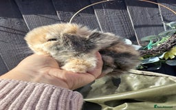 Mini Lop rabbits for sale: STUNNING baby mini lops - Image 12