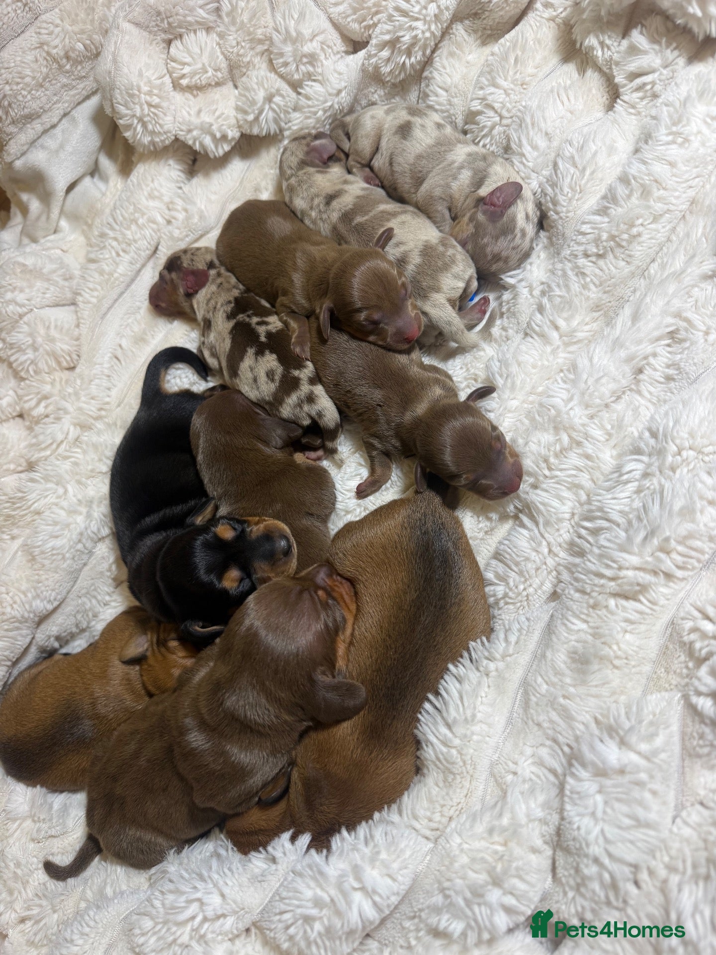 Miniature Dachshund dogs for sale: Beautiful Miniature Dachshund Puppies - Advert 1