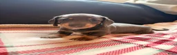 Dachshund dogs for sale: Quality Dachunds - Advert 33