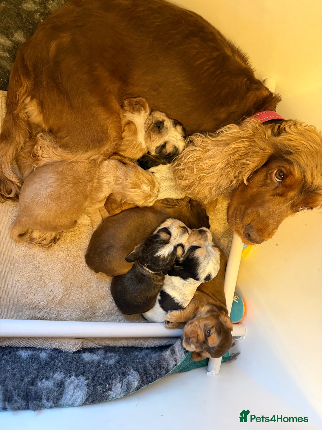 Cocker Spaniel dogs for sale: 🐶Rizi Bizi 🐶🐾 full pedigree show spaniels🐾  - Advert 7