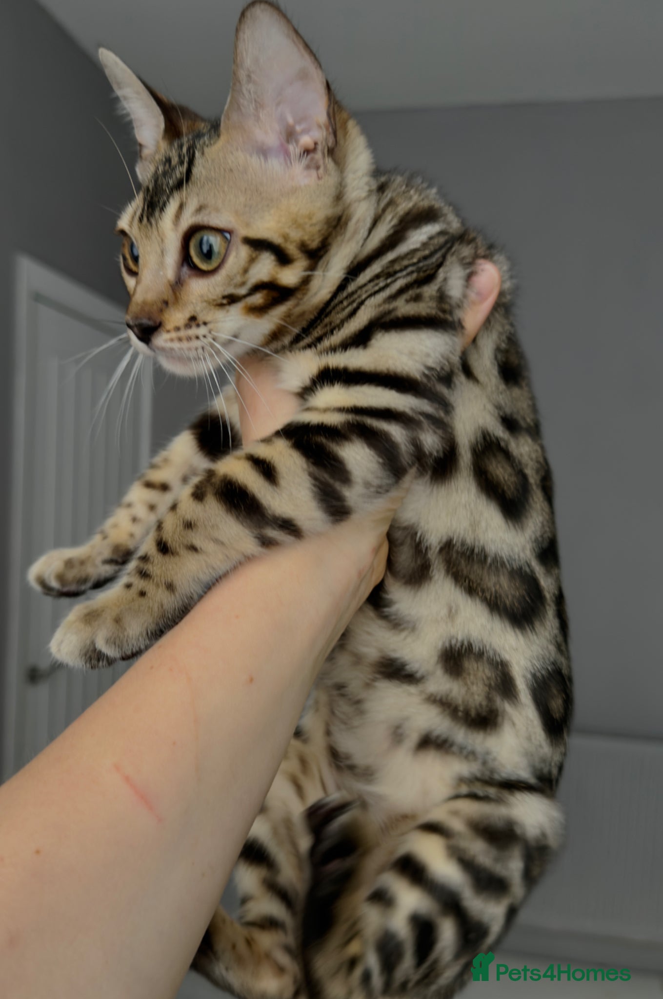 Bengal cats Bengal kitten size XXL - Advert 2