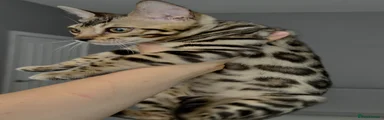 Bengal Kitten 1