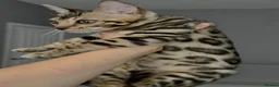 Bengal cats for sale: Bengal kitten size XXL - Advert 1
