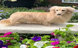 Miniature Dachshund dogs for sale: LONGHAIRED MINIATURE CREAM PUPPIES🐾🩵 - Image 15