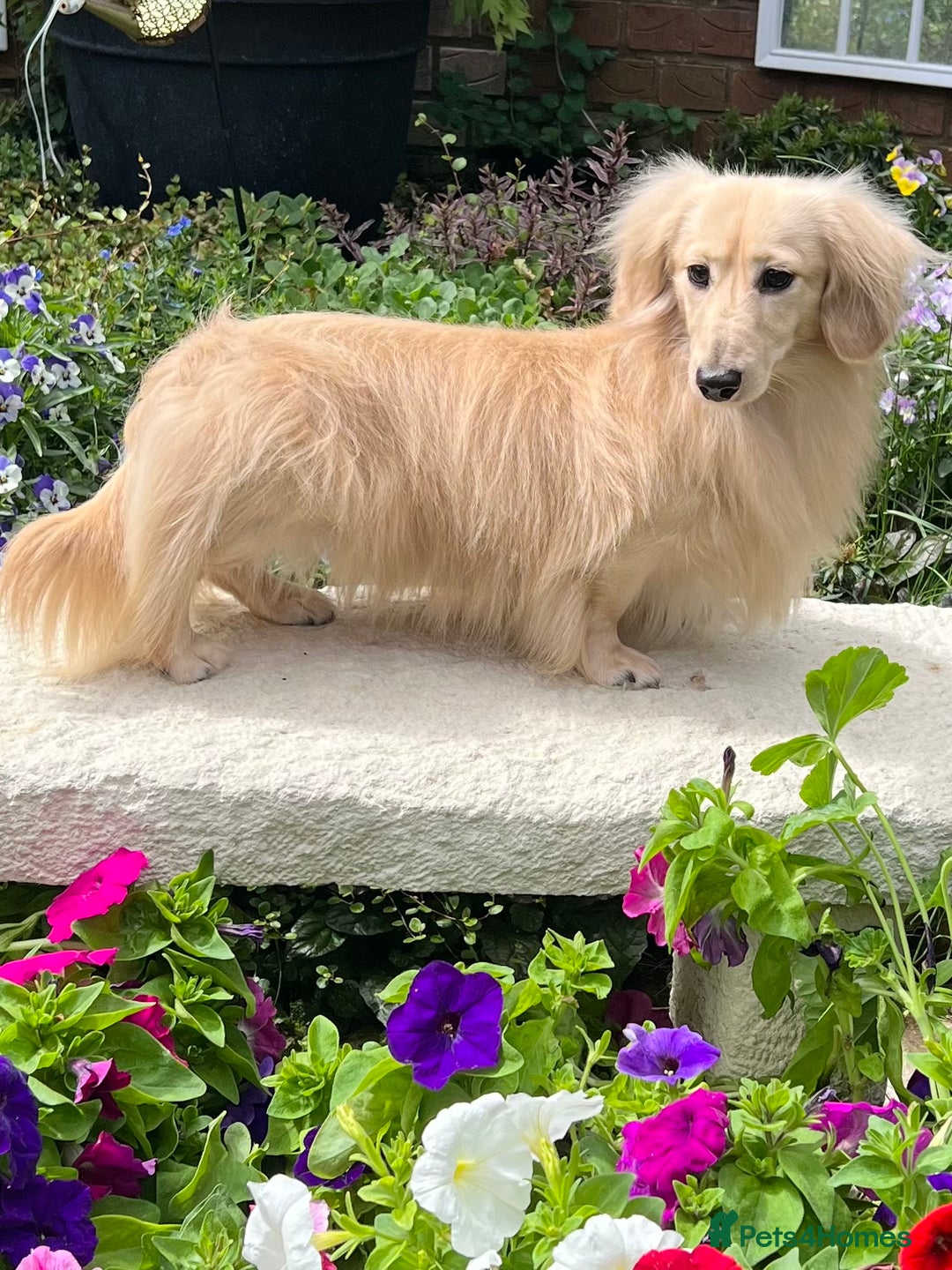 Miniature Dachshund dogs for sale: LONGHAIRED MINIATURE CREAM PUPPIES🐾🩵 - Image 15