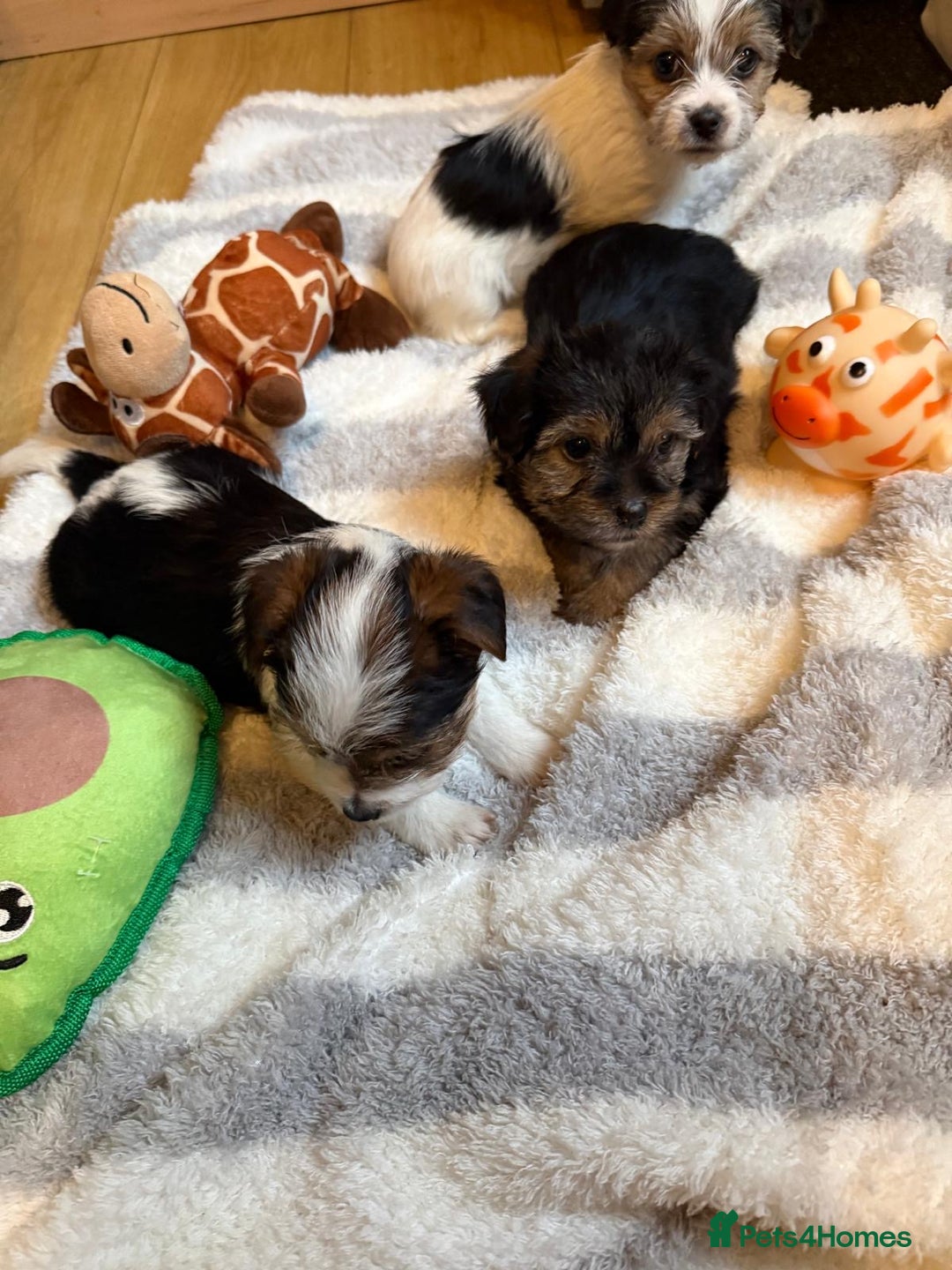 Shih Tzu dogs for sale: Lovely puppies ready to leave soon - Advert 3