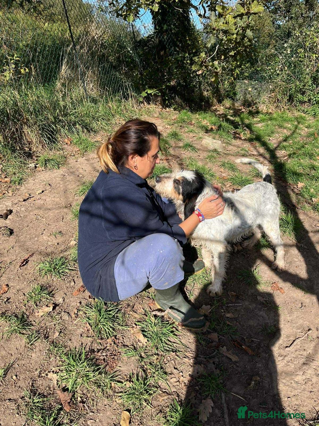 Mixed Breed dogs for adoption: Chispa - cheeky Griffon X for adoption - Advert 7