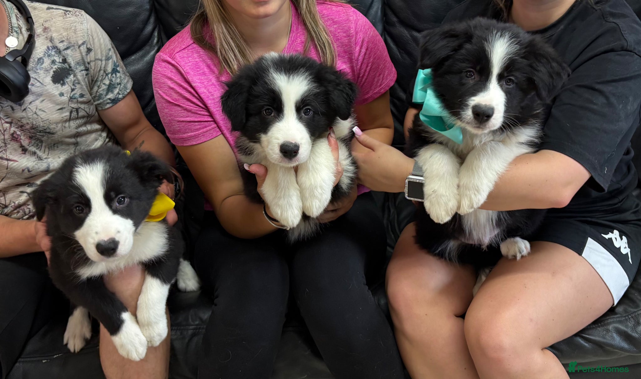 Border Collie dogs Border Collie puppies (Long Coat) for sale - Advert 1