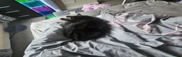 Maine Coon cats for sale: 11 month boy cat  in Sutton-in-Ashfield - Advert 4