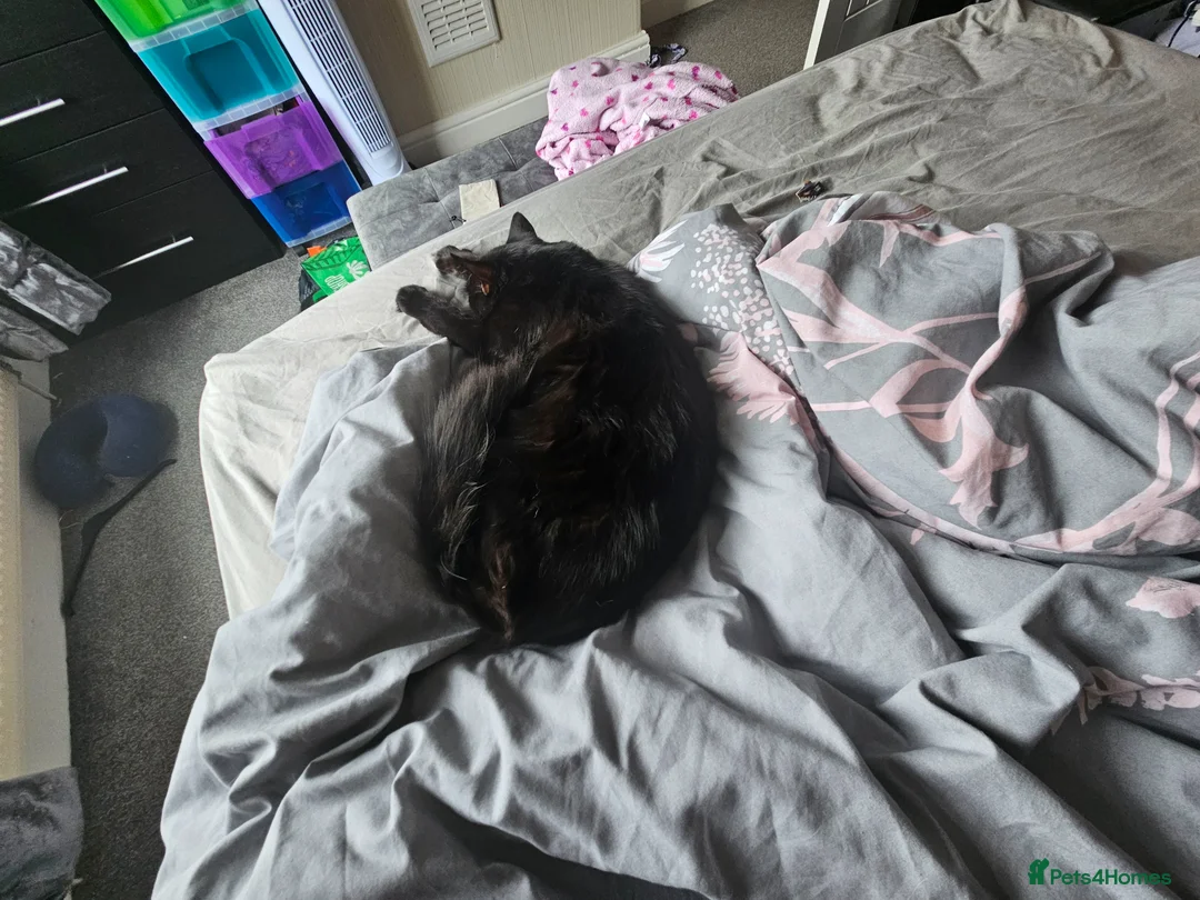 Maine Coon cats for sale: 11 month boy cat  in Sutton-in-Ashfield - Advert 4