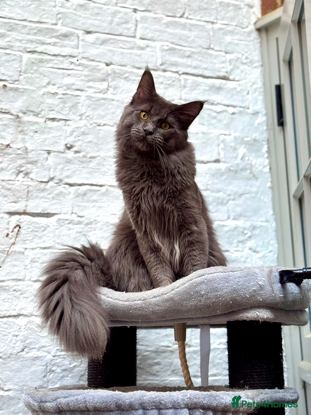 Maine Coon cats for stud: Beautiful blue stud  in Milton Keynes - Advert 2