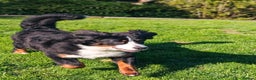Bernese Mountain Dog dogs for sale: 1yr old female Bernese mountain dog  - Advert 3