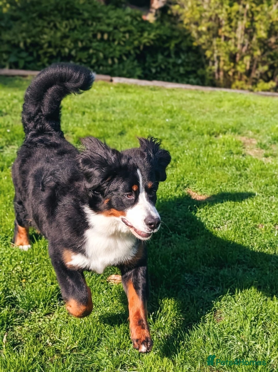 Bernese Mountain Dog dogs for sale: 1yr old female Bernese mountain dog  - Advert 3