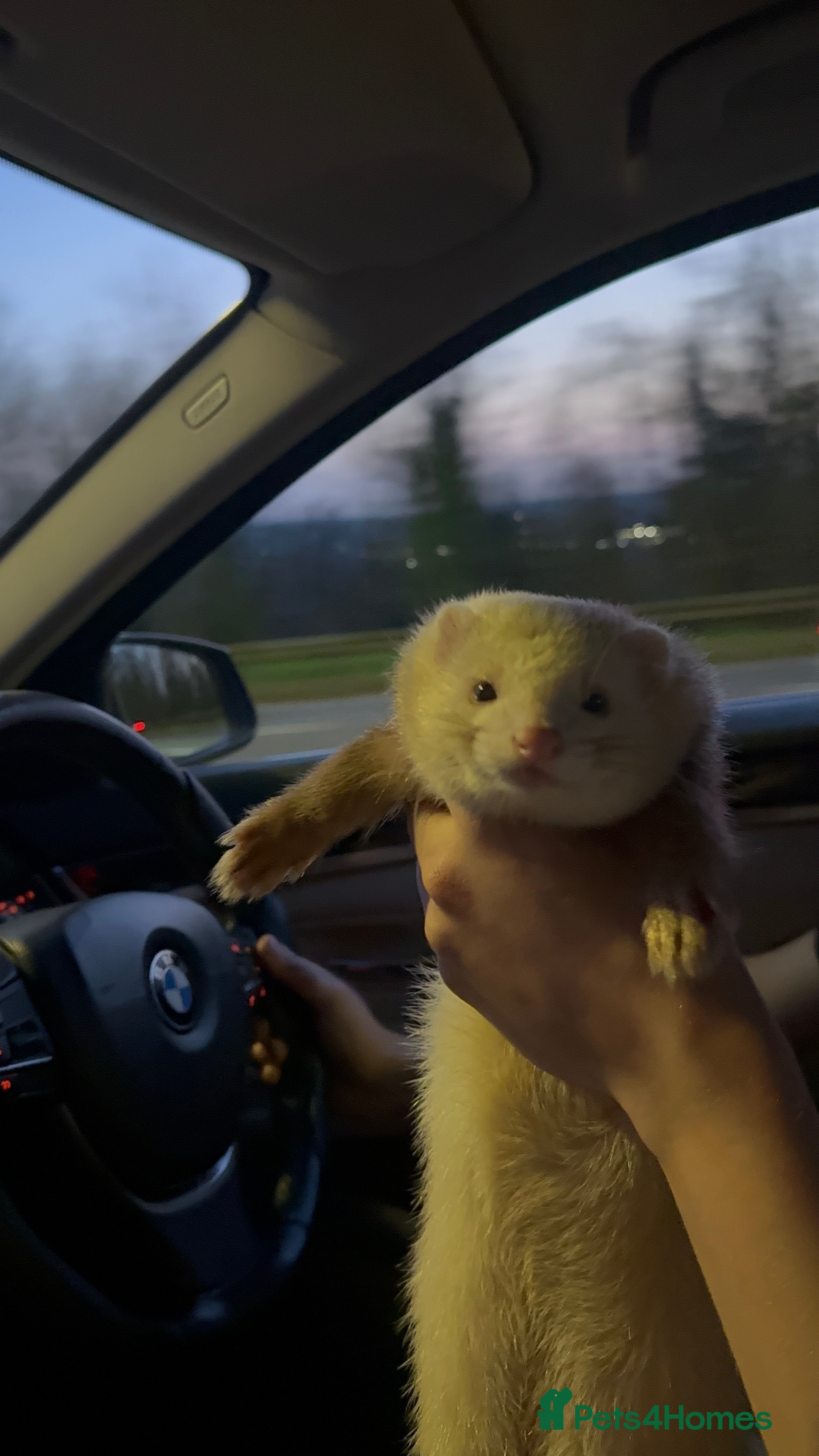 Ferret rodents Ferret 7 month in Maidstone - Advert 1