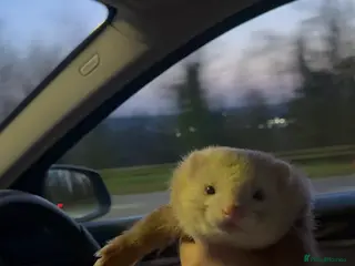 Ferret rodents Ferret 7 month in Maidstone - Advert 1