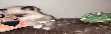 🖤 boy kitten