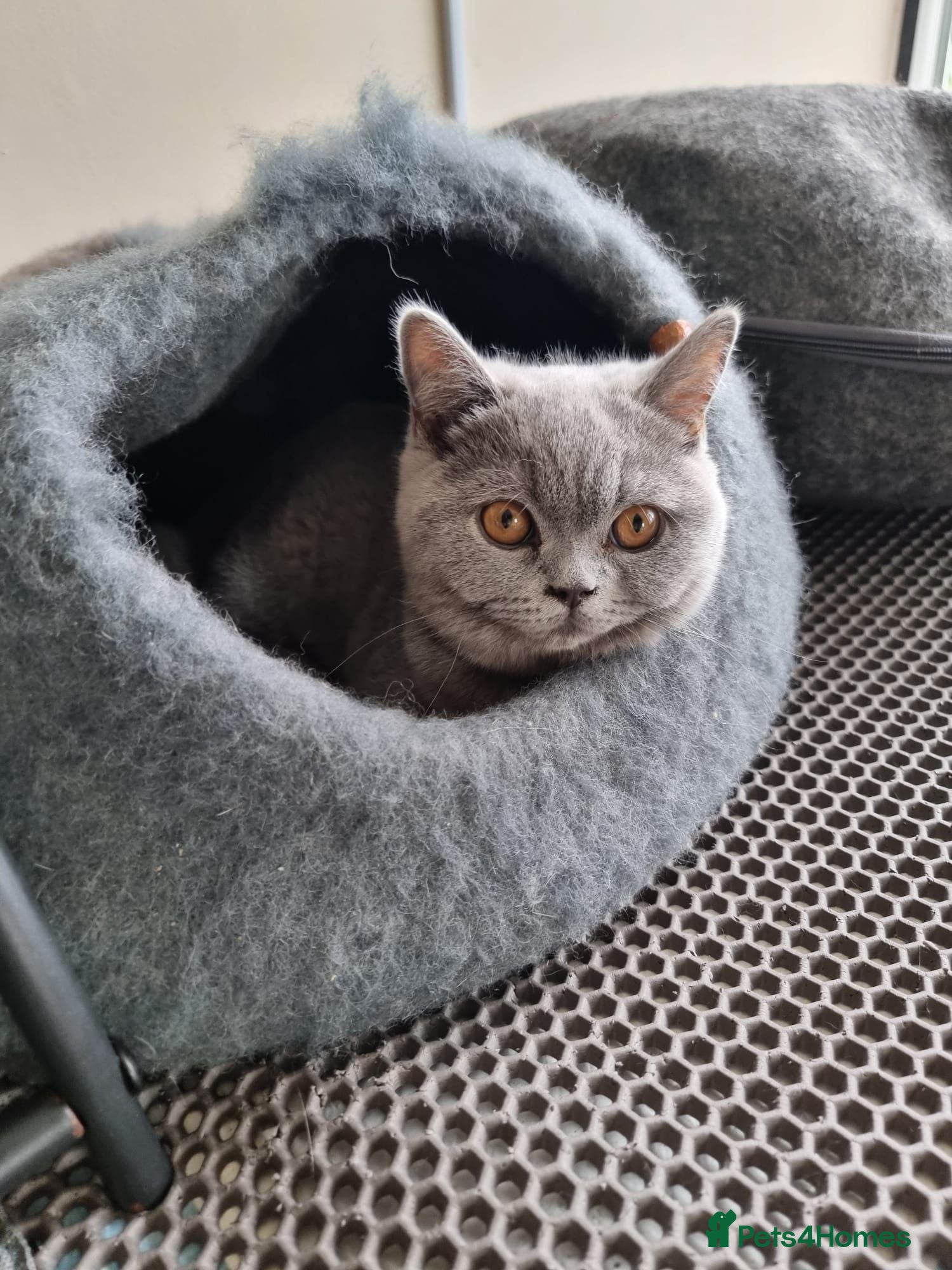British Shorthair cats Last 2 Female Quality Kind Healthy GCCF Pedigree - Advert 1