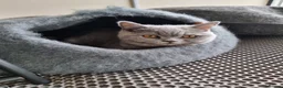 British Shorthair cats for sale: Last 2 Female Quality Kind Healthy GCCF Pedigree - Advert 1