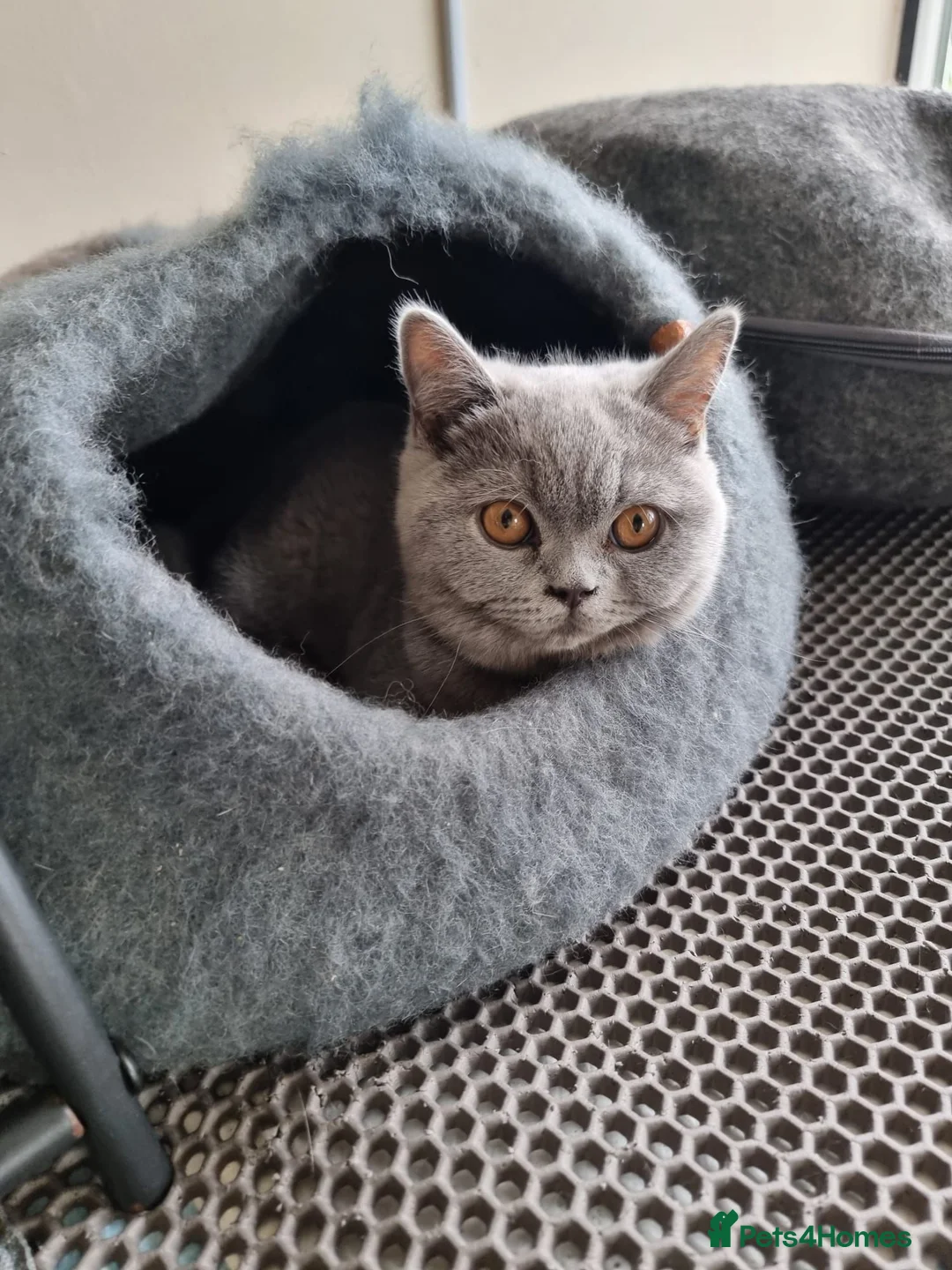 British Shorthair cats for sale: Last 2 Female Quality Kind Healthy GCCF Pedigree - Advert 1