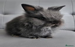 Lionhead rabbits for sale: Beautiful double maned bunnies ready to reserve - Image 7