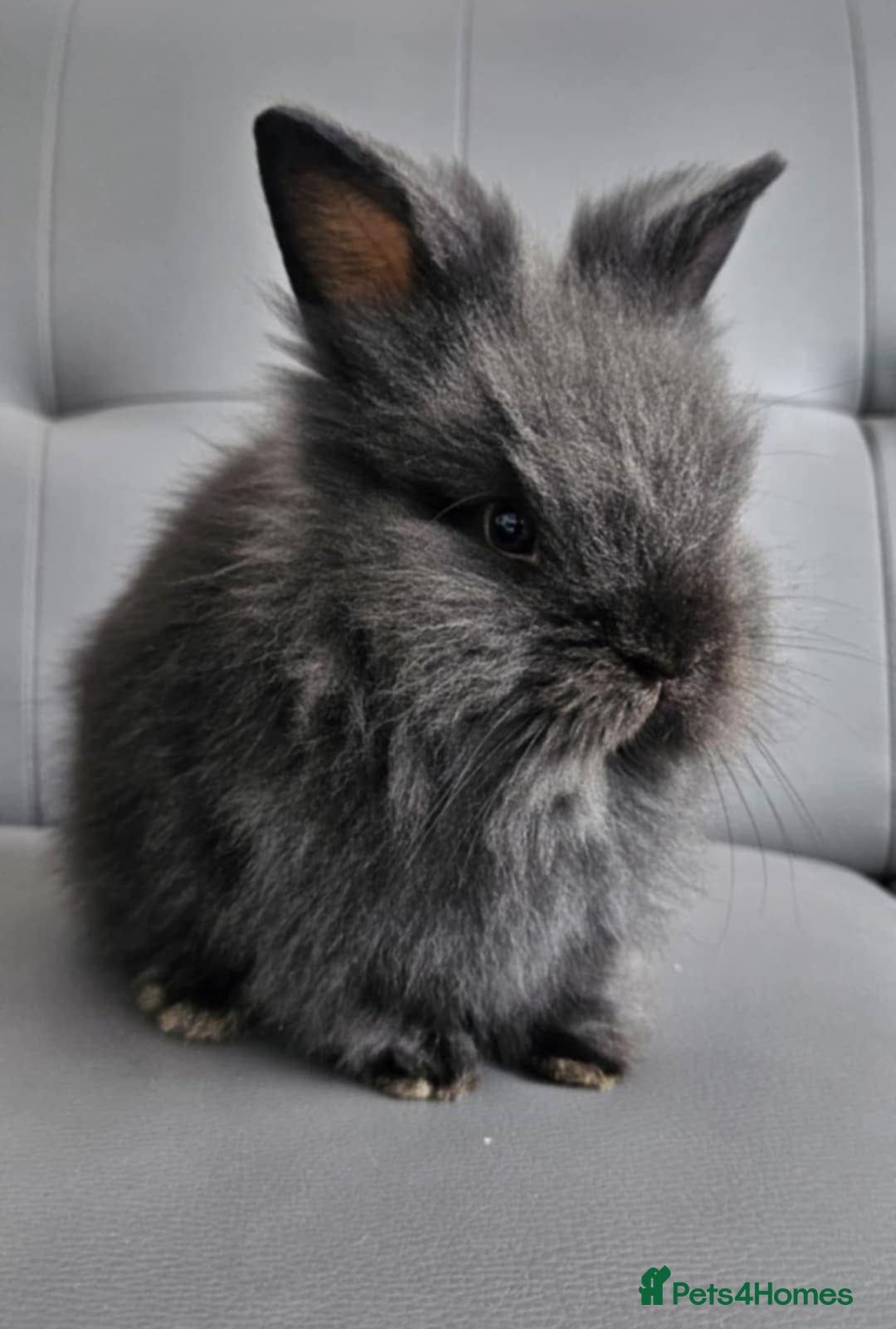 Lionhead rabbits for sale: Beautiful double maned bunnies ready to reserve - Image 7
