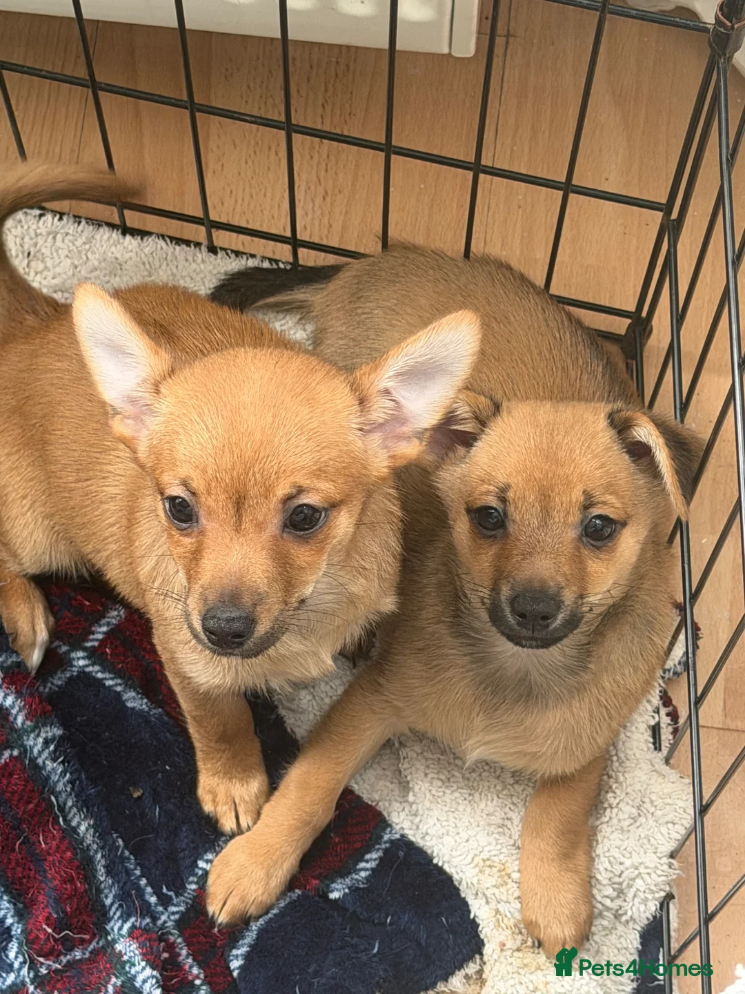 Mixed Breed dogs for sale: One boy one girl - Advert 2
