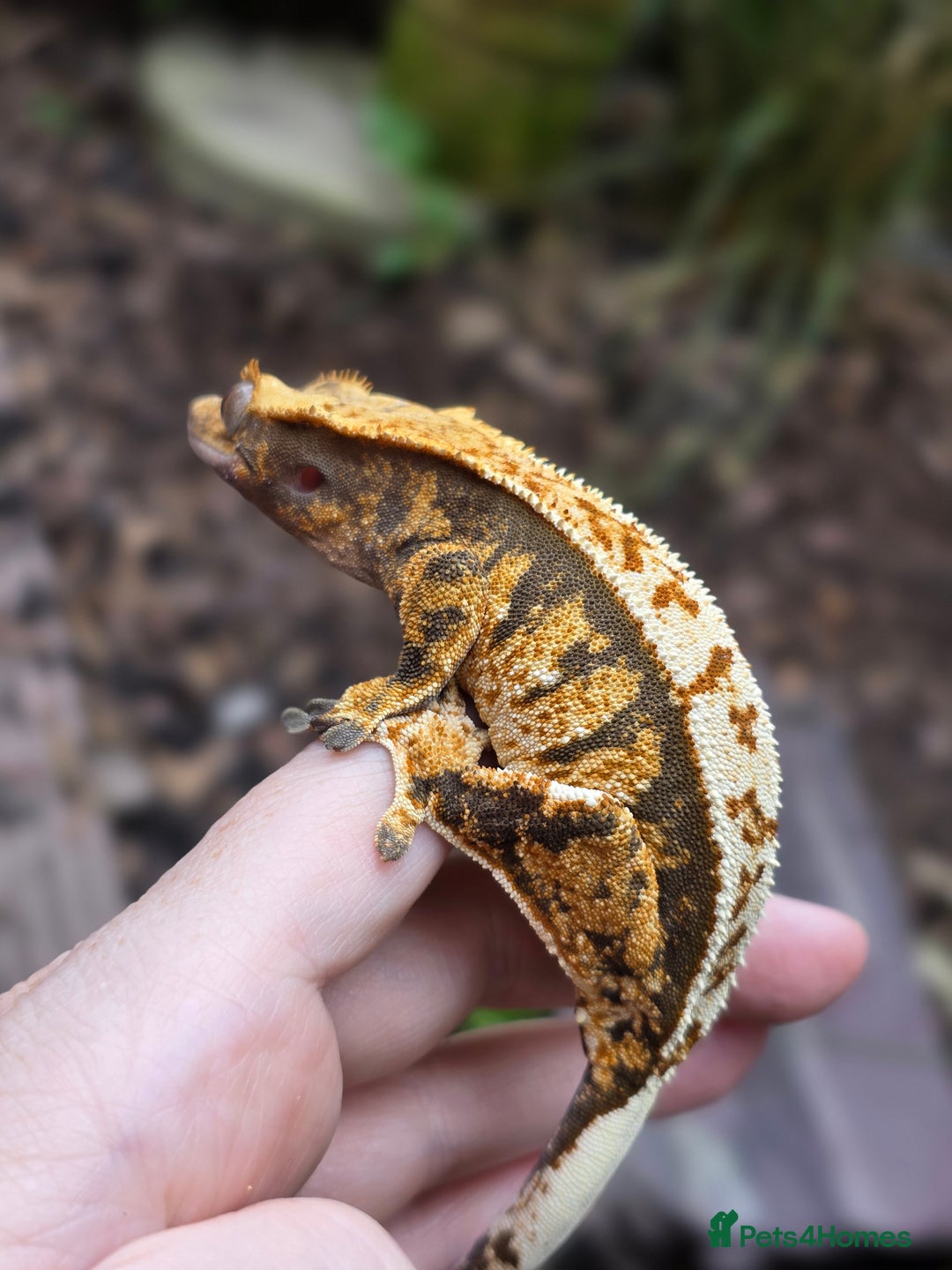 Gecko reptiles for sale: Crested geckos - Advert 7