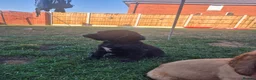 Cocker Spaniel dogs for sale: 🐾 8 Beautiful Working Cocker Spaniel Puppies 🐾 - Advert 4