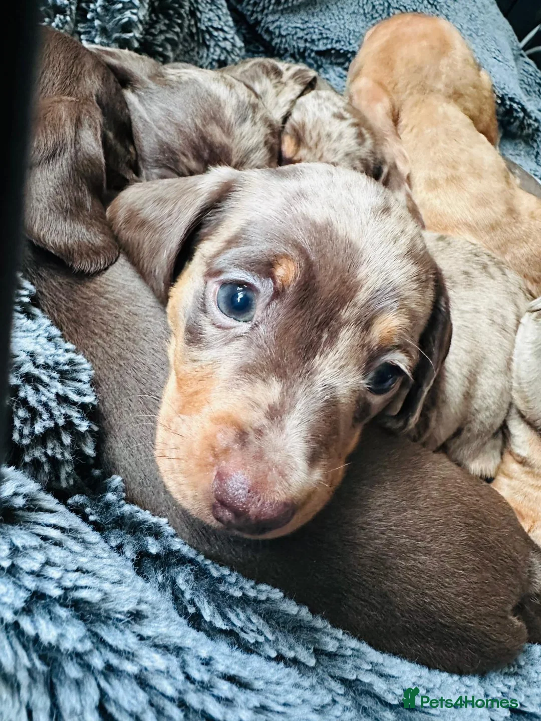 Miniature Dachshund dogs for sale: Miniature dapple dachshund puppies  - Advert 11