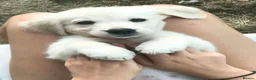 Golden Retriever dogs for sale: Championship lines puppies-ready now - Advert 21