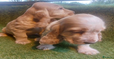 Cocker Spaniel dogs - Advert 13