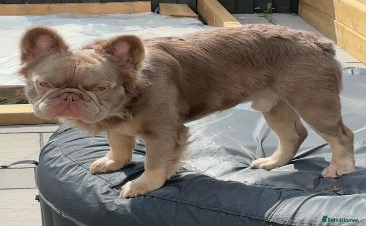 French Bulldog dogs - Advert 8