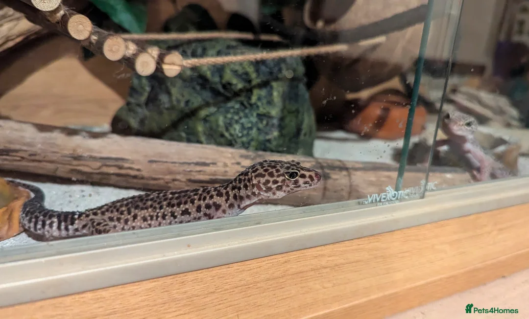 Leopard Gecko reptiles for sale: Two Beautiful Female Leopard Geckos - Advert 2