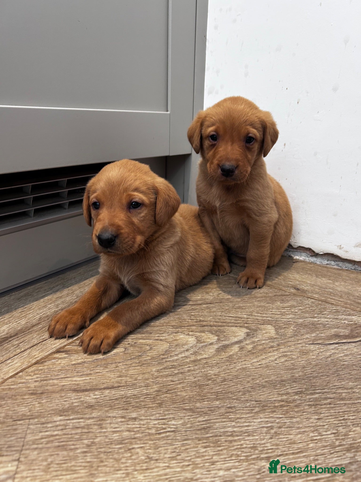 Labrador Retriever dogs Fox Red Labrador Puppies  - Advert 2
