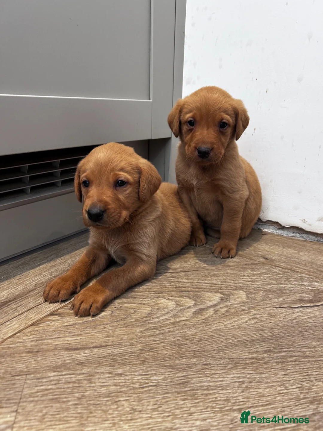 Labrador Retriever dogs for sale: Fox Red Labrador Puppies  - Advert 2