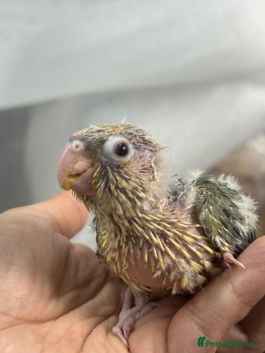 Conures birds for sale: Hand Reared Tame baby conures  - Image 7