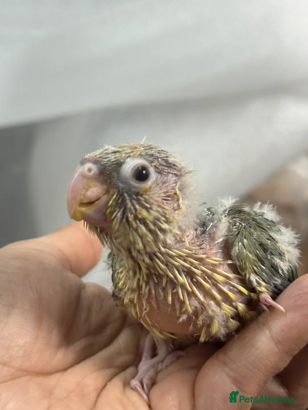 Conures birds for sale: Hand Reared Tame baby conures  - Advert 7