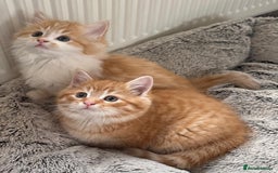 Mixed Breed cats for sale: SUPER FLUFFY KITTENS READY NOW - Advert 14