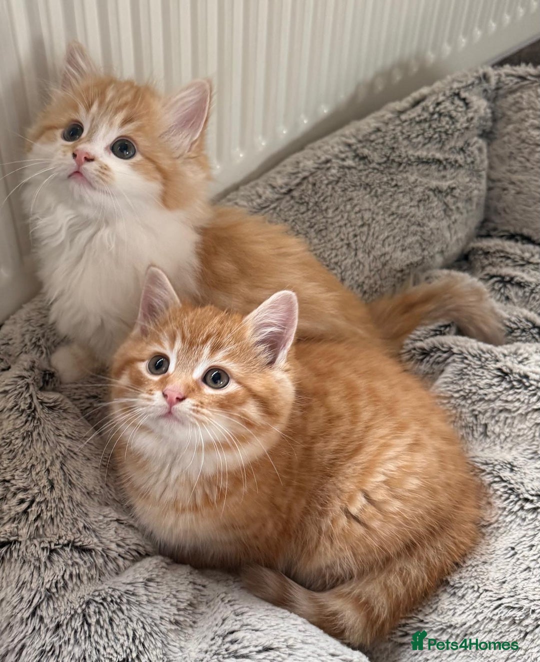Mixed Breed cats for sale: SUPER FLUFFY KITTENS READY NOW - Advert 14