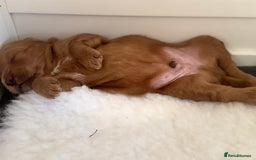 Australian Labradoodle dogs for sale: Australian Labradoodle  - Advert 8