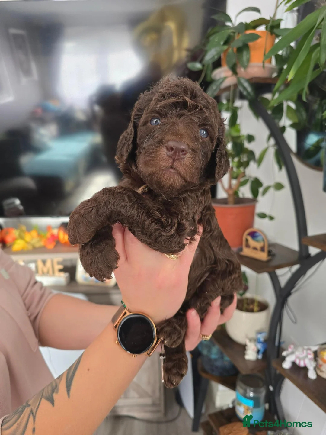 Goldendoodle dogs for sale: Standard F1B Goldendoodle Unique colours!  - Advert 31